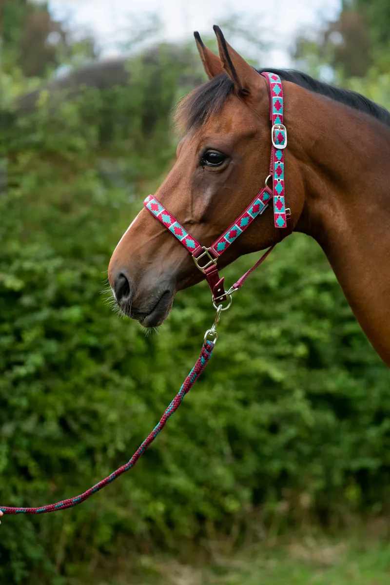 Hy Equestrian Woven Polo Head Collar And Lead Rope - Aqua/Fig-2
